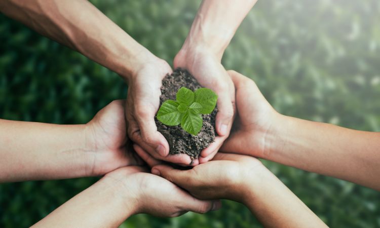 植物を手に乗せている様子